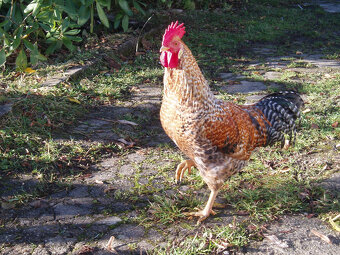 Prodám kohouta do chovu - 9