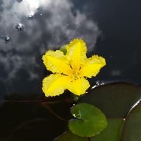 lotosy  lekníny vodní rostliny rákos řezan zblochan ostřice - 9