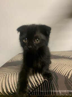 Britská koťátka - 9