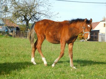 letošní hřebeček pony - 9