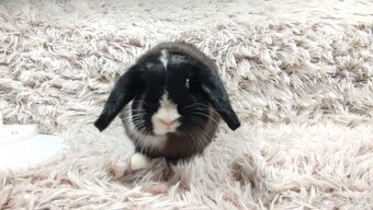 Zakrslý beránek, králíček, králík - 9