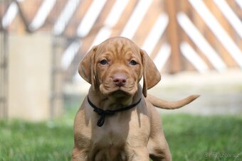 Maďarský ohař s PP  - vizsla - 9