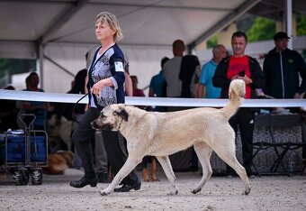 Kangal štěňata - 9