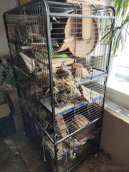 Prodej - osmák degu a klec - 9