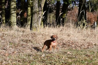 Rhodeský Ridgeback - štěňátka s PP - 9