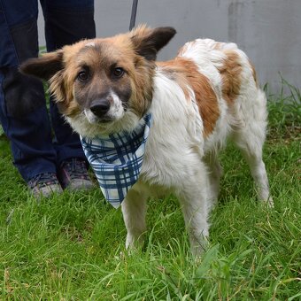 Olim hledá domov - 9