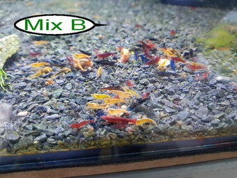 Krevetky, vlastný odchov, posielam bezpečne cez Zásielkovňu. - 9