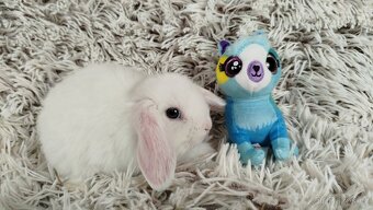 Zakrslý beránek, králíček, králík - TIMIÁN - 9