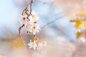 Sigma 56mm f1.4 MFT - 9