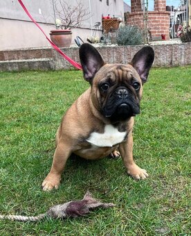 Francouzsky buldoček s PP - psík - 9