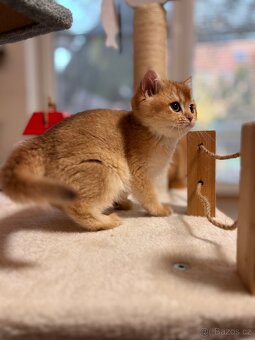 Luxusní zlata britská činčila koťata s PP pro chov - 9