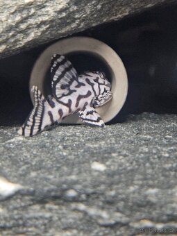 L 236 Super White - odchov - 9