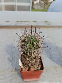 Sukulenty ,kaktusy - 9