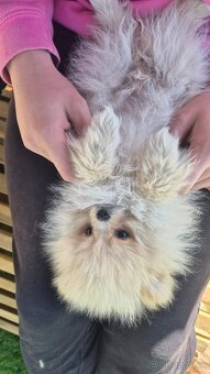 Pomeranian Creme - čistokrevný kluk - 9