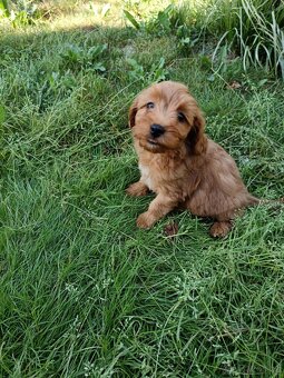 Maltipoo,maltipo - 9