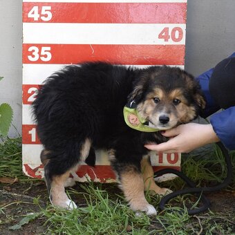 Barón - malý sluníčkový poklad hledá svůj domov ☀️ - 9