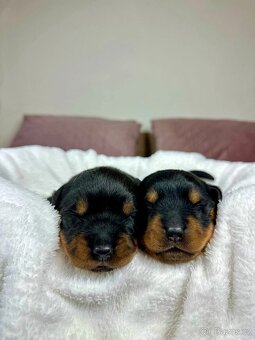 Rotvajler, Rottweiler, rtw s pp - 9