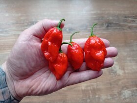 semínka chilli - 9