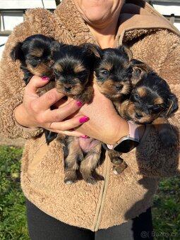 Štěňátka yorkšíra bez PP - 9