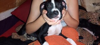 Prodám štěňata amerického bulliho XL - 9