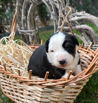 Miniatúrní americký ovčák - 9