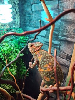 chameleon jemenský - 9