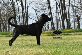 Uruguayský Cimarron s PP - možná rezervace štěňátka - 9