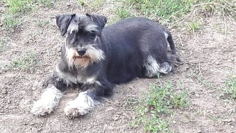 Knírač malý černostříbřitý štěňátka s P.P. - 9