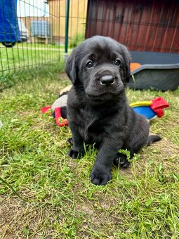 Labradorský Retriever s PP - 9