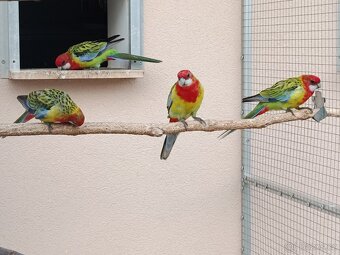 Prodám rosela pestrá nádherná - 9