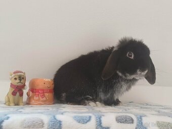 Volný Sameček Anglický Zakrslý Beránek MiniLop🤍 - 9