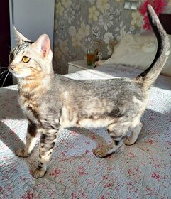 Bengálská stříbrná kočka s PP na mazlíčka - 9