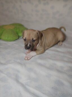 Americký stafordšírský terier - 9