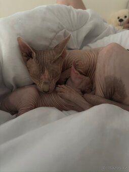 Koťe Sphynx - 9