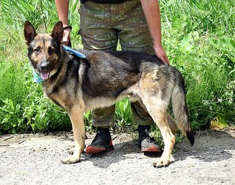 RENE K ADOPCI - 3 ROKY,KAMARÁDSKÝ,ZVĚDAVÝ,HRAVÝ - 9