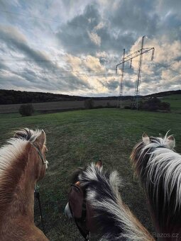 pastevní ustájení koní Dobříš - 9