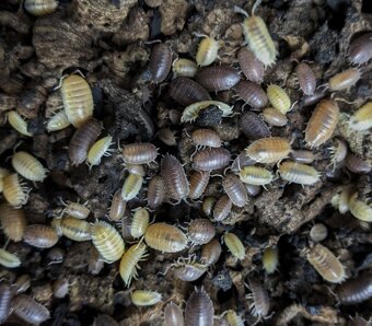 Tropické stínky, svinky - 9