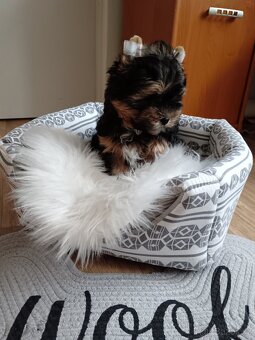 Jorkšírský teriér -štenátko - 9