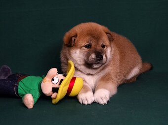 Shiba-Inu s PP FCI - 9