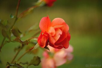 Objektiv Helios 44M-4 (závit M42) - 9