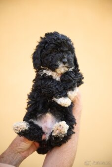 maltipoo - 9