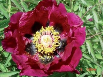 Skalničky,trvalky a cibuloviny,pivoňky,orchideje. - 9