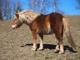 poník 125 cm KVH, 7 let, poloviční Hafling - 9