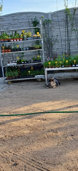 Pomeranian x německý špic střední - 9