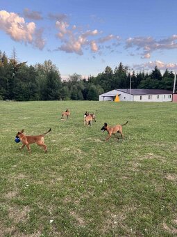 3 bratři Malinois s PP hledají své nové parťáky - 9