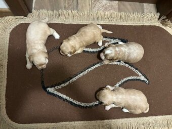 maltipo , maltipoo odber na mikuláša - 9