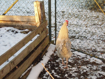 Kohout do chovu k prodeji - 9