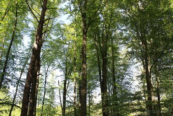 Prodej nevytěženého lesa u Luhačovic - 3,25 ha - 9