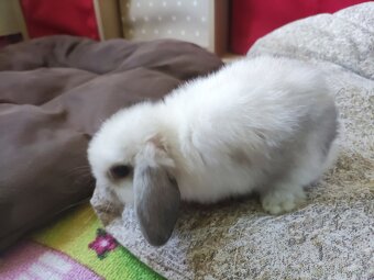 MINILOP zakrslý beránek - 9
