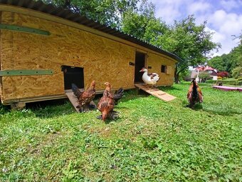 Zakrslá rousná slepice - Kohouti - 9